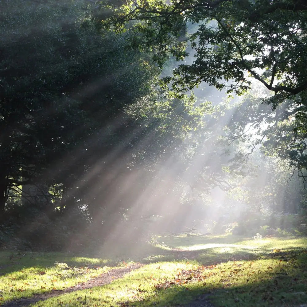 Shaft of Light Sunlight / Forest Green