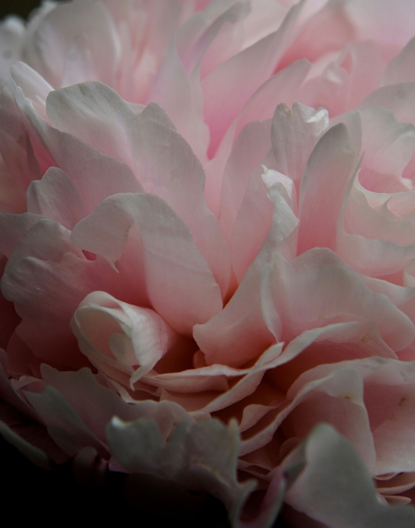 Perfumes unisex buio meo fiusciuni