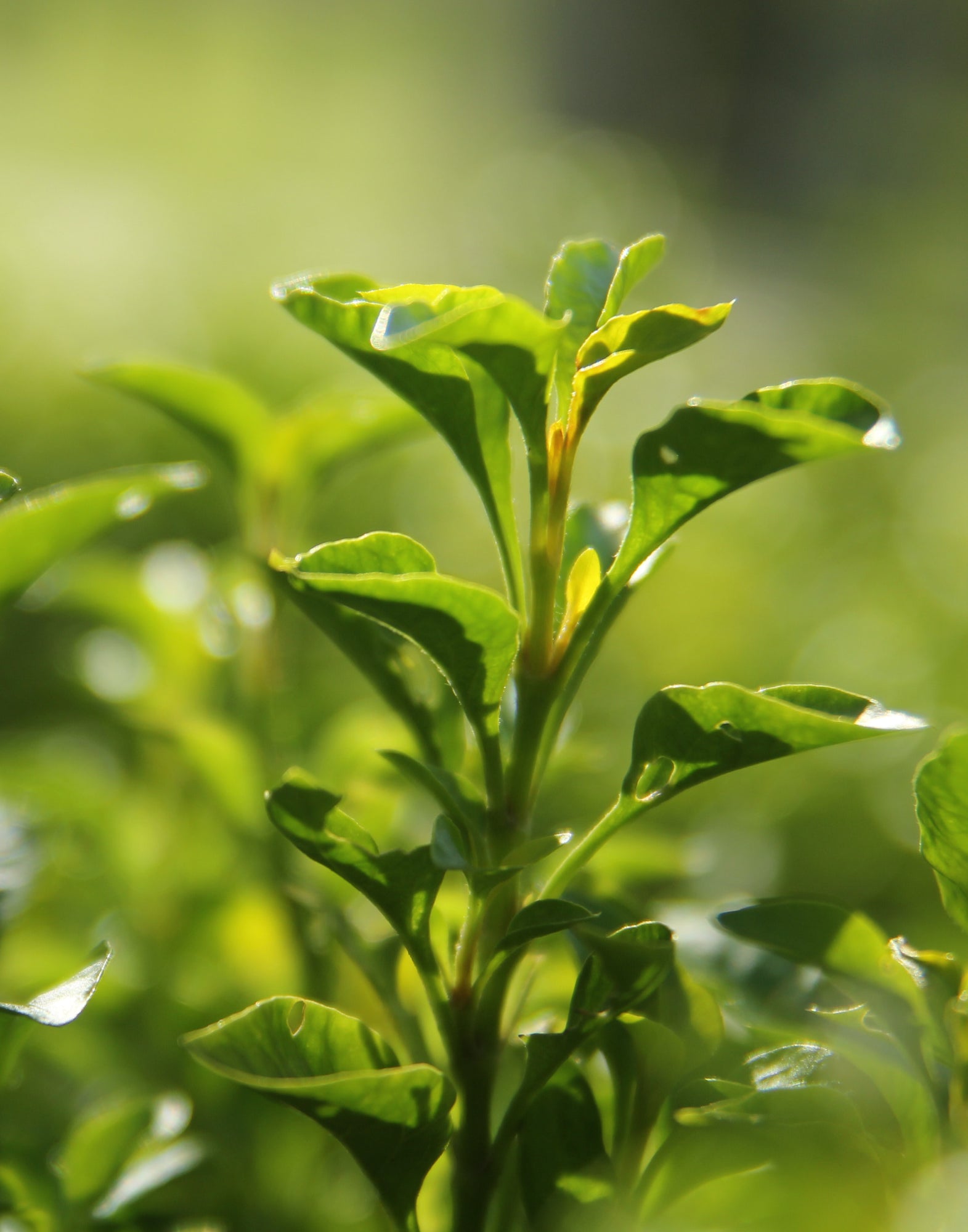 Profum unisex encore du temps MEO FUSCIUNI