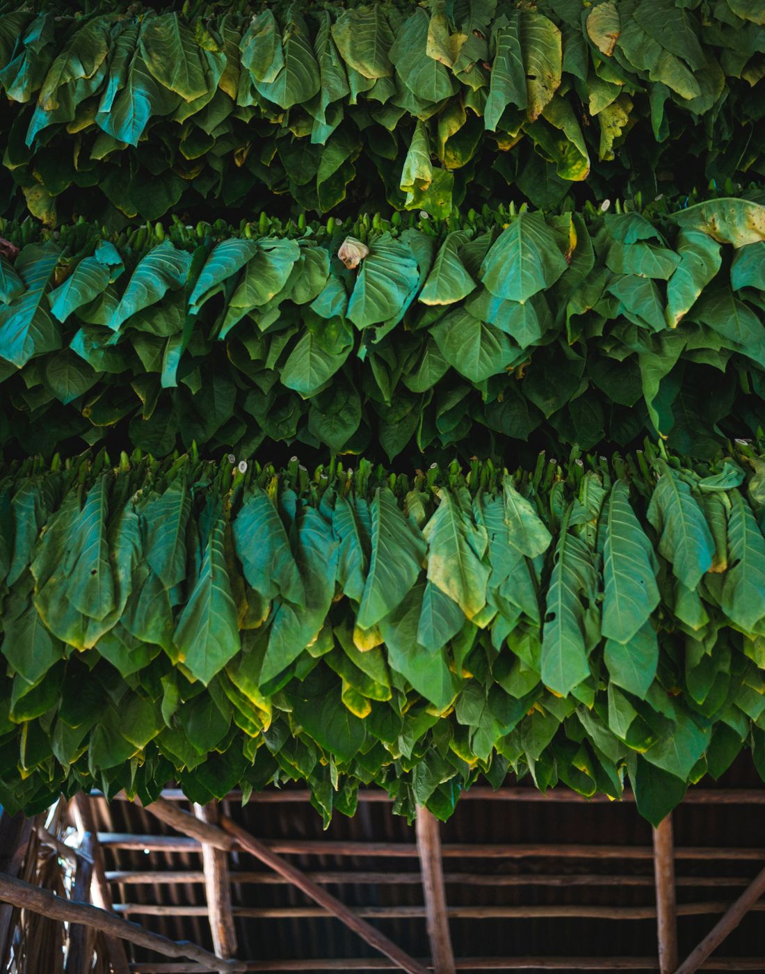 Parfum Unisex Luce MEO FUSCIUNI