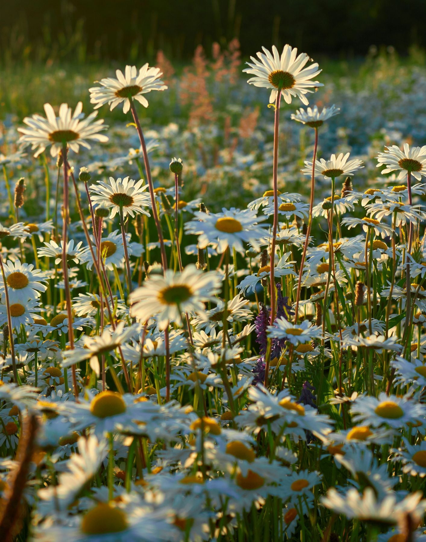지난 시즌 Parfum Unisex MEO FUSCIUNI
